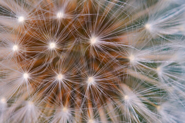 Close-up view of a faded dandelion.