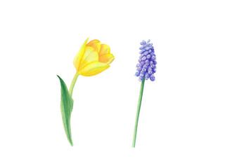 Set of muscari and yellow tulip isolated on transparent background. Hand drawn illustration. Design element. For cards, wedding invitations, mother's day, birthday, valentine's day, March 8, easter.