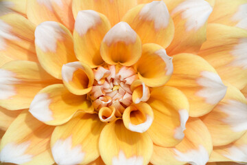 Yellow Dahlia close up.