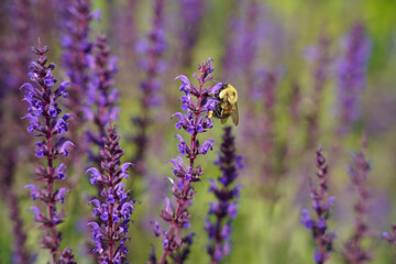 Bumble Bee Lavender Flowers
