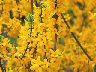 Many Yellow Flowers of  Forsythia blossoming in April, artwork background close-up