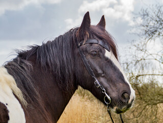 Obraz premium Tinker horse portrait