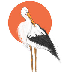 white stork ciconia drawing illustration 