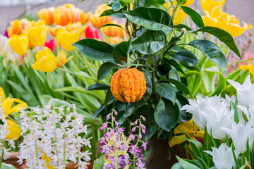 Bright orange fruit of Kunenbo or Royal Noble mandarin
