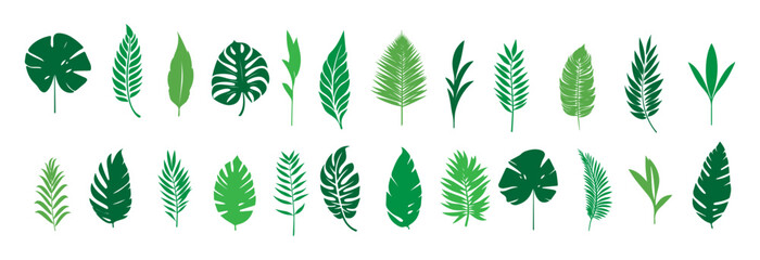 Set of tropical leaves.Collection of exotic palm leaves.Monstera leaf and banana leaves.Botanical plant collection.Leaf icon set.Jungle plant.