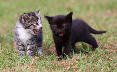 Two cute little kitten strolling along and looking like they are deep in conversation, with one...