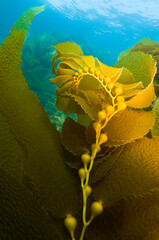 Kelp with bulbs underwater off Channel Islands in California