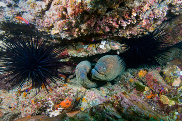 California moray eels (Gymnoyhorax mordax) off Channel Islands, CA