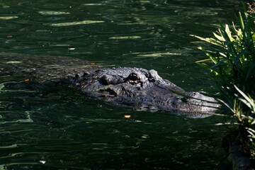 alligator in the swamp
