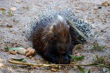 porcupine eating a snack