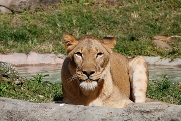 female lion
