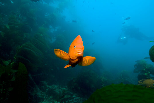 Adult Garibaldi damselfish (Hypsypops rubicundus) in rocky reef