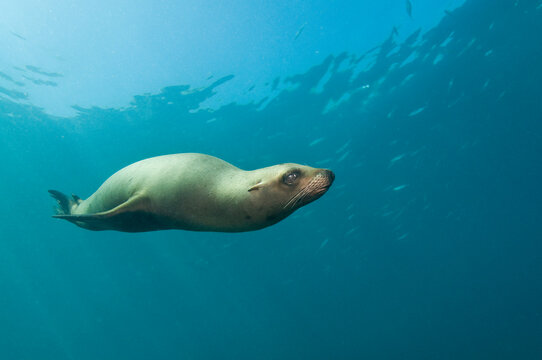 California sea lion (Zalophus californianus)