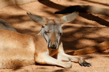 Sleepy kangaroo