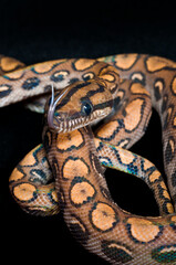 Cb. Brazilian Raindow Boa