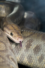Ghost Colombian Rainbow Boa