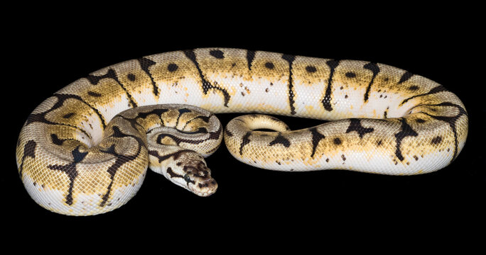Bumble Bee Ball Python (Python regius) isolated against black background