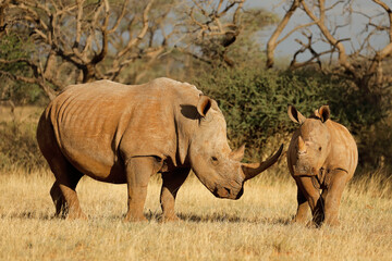 Fototapeta premium White rhinoceros (Ceratotherium simum) with calf in natural habitat, South Africa