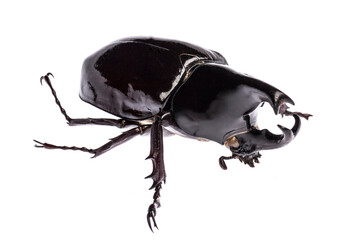 Large rhinoceros beetle (Xylotrupes gideon sumatrensis) from Indonesia isolated on white