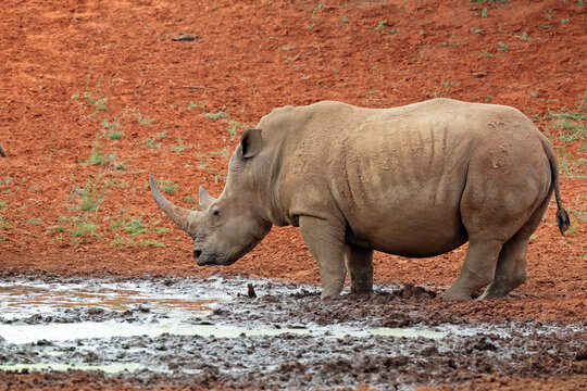 A white rhinoceros (Ceratotherium simum) at a waterhole, South Africa