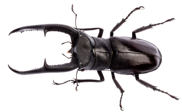 Large stag beetle Hexarthrius mandibularis with mighty mandibles from Indonesia isolated on white background