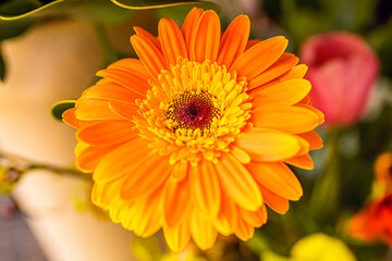 orange gerbera flower
