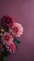 A bunch of pink dahlia flowers sitting on top of a purple wall. Generative AI.