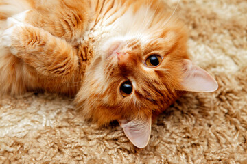 Portrait of a young red-haired cats