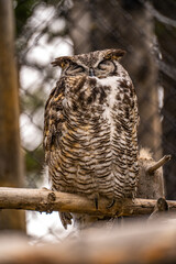 Close-up of Great horned owl, Grizzly  Wolf Discovery Centre, Yellowstone National Park.