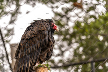 Close-up of Turkey vulture (Cathartes aura) in a cage.