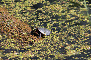 Water turtle on log in the pond