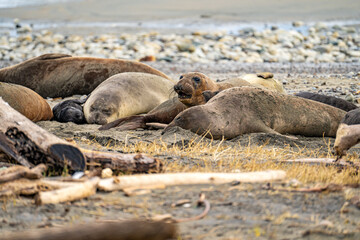 Fototapeta premium Elephant seals rest on the beach, Point Reyes, California