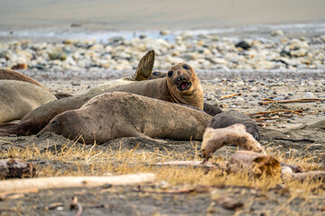 Elephant seals rest on the beach, Point Reyes, California