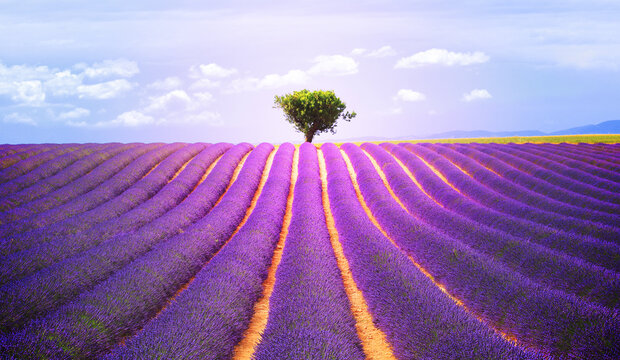 Olive tree in the lavender field in Valensole, Provence, France, Europe.