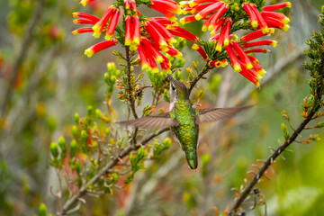 Anna's Hummingbird (Calypte anna) drinks nectar from 
Erica discolor Andrews flower.