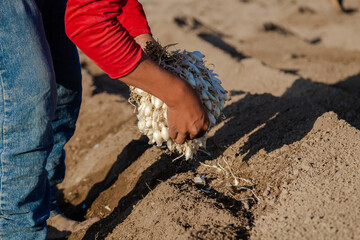 Onion plantation by a farmer