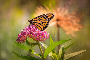 Close-up of a Monarch Butterfly sitting on a pink milkweed flower, an endangered species of butterfly