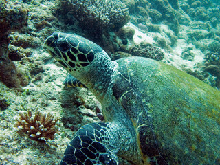 Reef turtle swim in light clear water