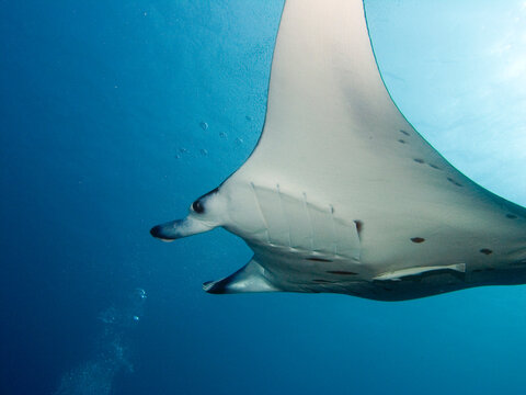 Beautiful tropical stingray sswimming in deep sea