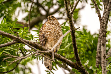 Red-shouldered Hawk sitting on a tree.