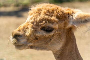 Fototapeta premium Close up of brown alpaca's head.