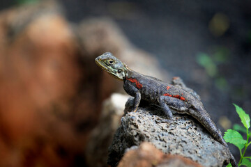 Common agama. Amboseli national park in Kenia