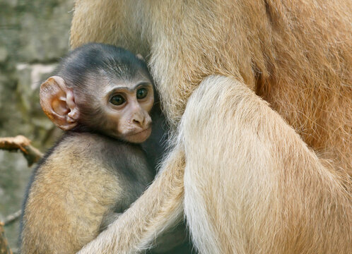 A beautiful baby vervet monkey hanging off mom