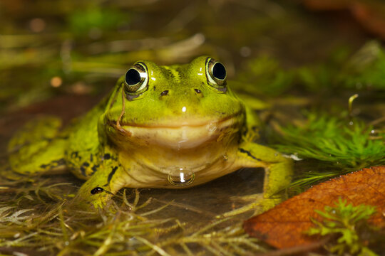 Close up frog in a pond.