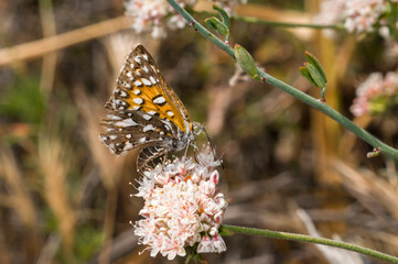 Obraz premium Apodemia virgulti Behr's Metalmark in Camarillo, CA