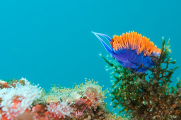 spanish shawl nudibranch