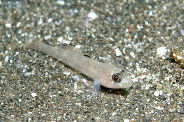 Blackeye Goby (Coryphopterus nicolsi)