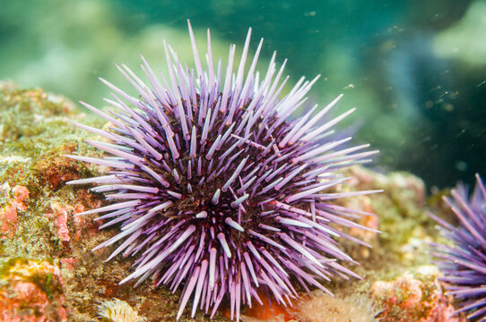 Purple Sea Urchin (Strongylocentrotus purpuratus) along Anacapa Island, CA