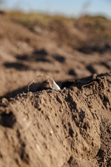 Onion planting process on a sunny day