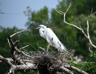 Nesting great egret